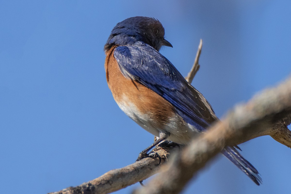 Eastern Bluebird - ML615605076