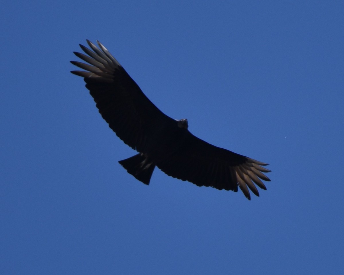 Black Vulture - ML615605100