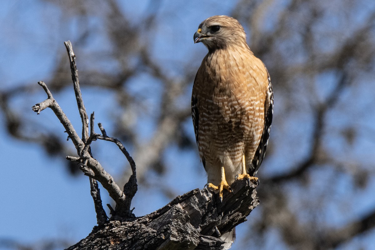 Red-shouldered Hawk - ML615605132