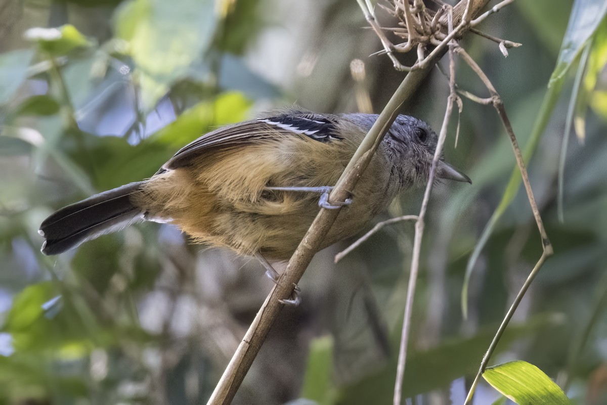 Variable Antshrike - ML615605139