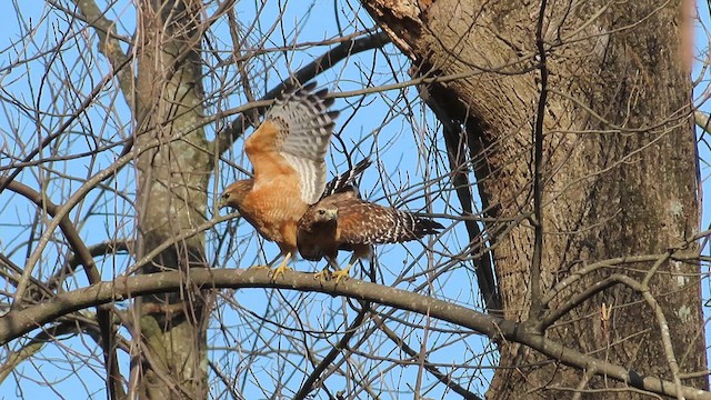 Red-shouldered Hawk - ML615605140