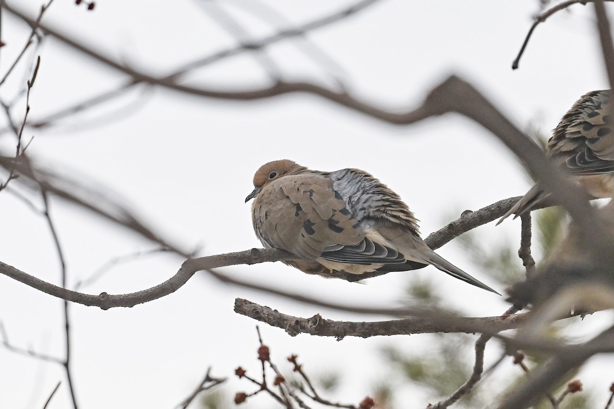 Mourning Dove - ML615605191