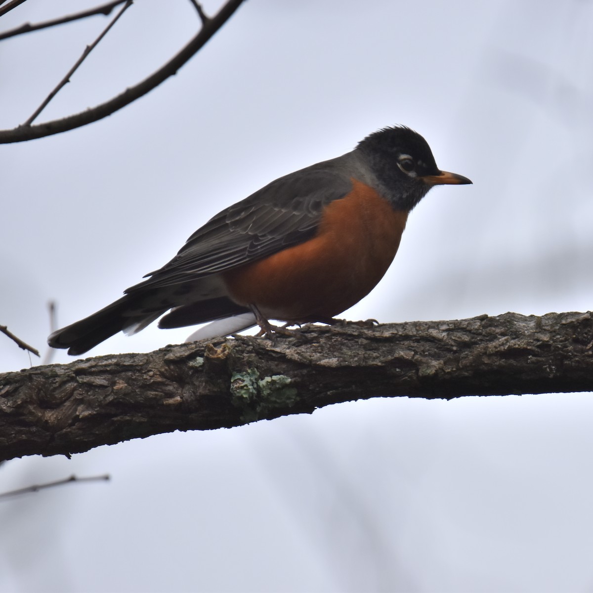 American Robin - ML615605255