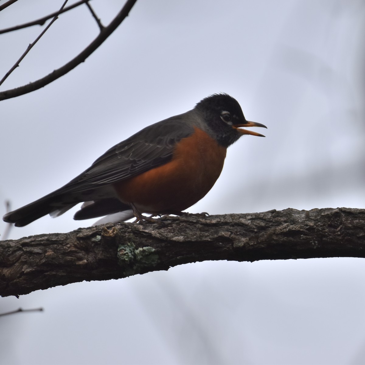 American Robin - ML615605256