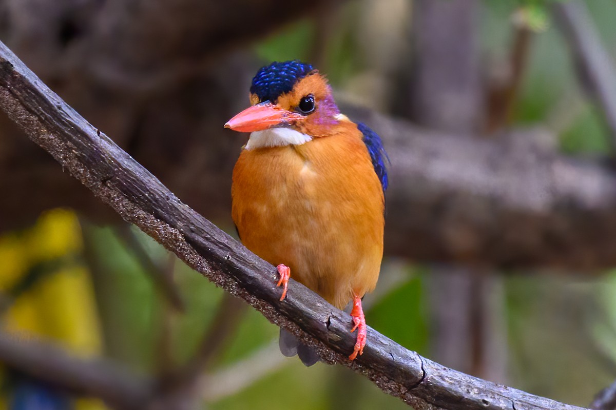 African Pygmy Kingfisher - ML615605262