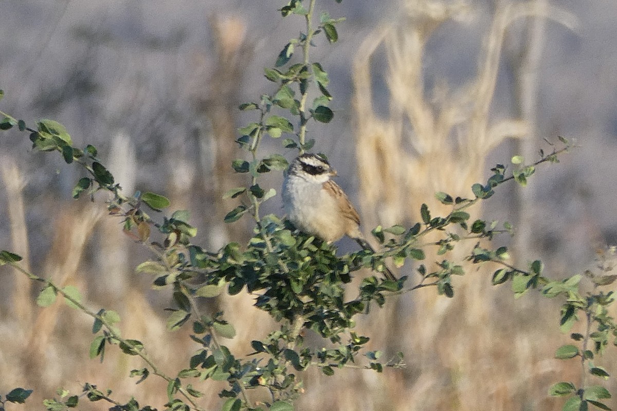 Stripe-headed Sparrow - Taylor Yarborough