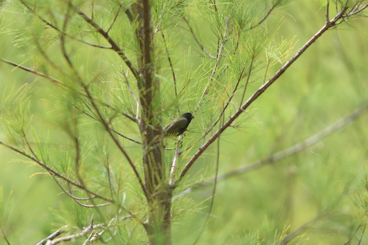 Black-faced Grassquit - ML615605356