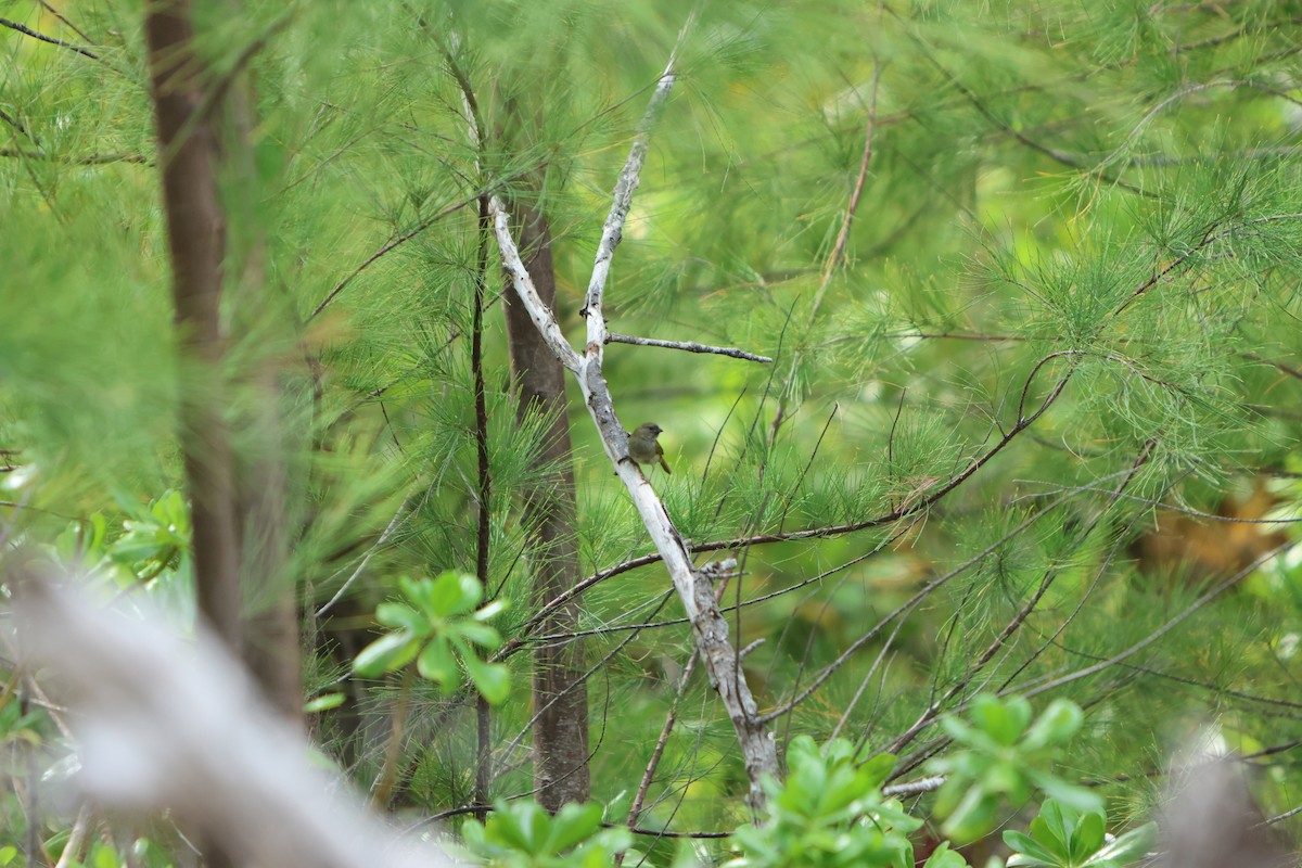 Black-faced Grassquit - ML615605357