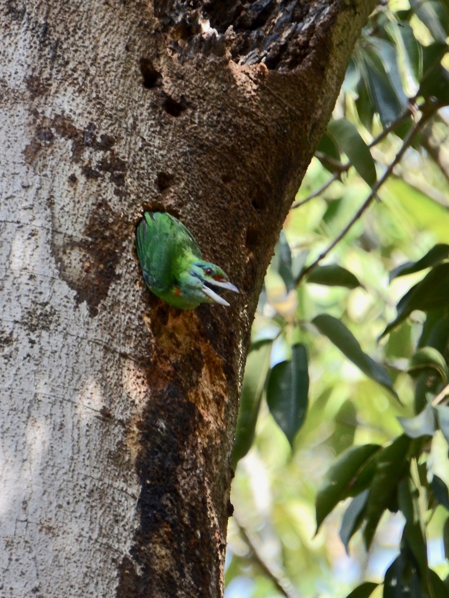 Grünscheitel-Bartvogel - ML615605386