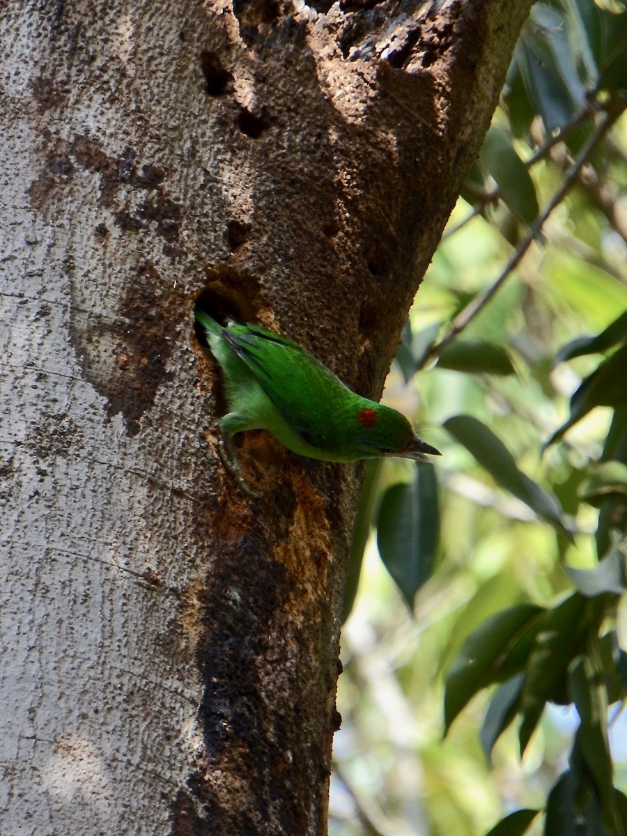 Grünscheitel-Bartvogel - ML615605387