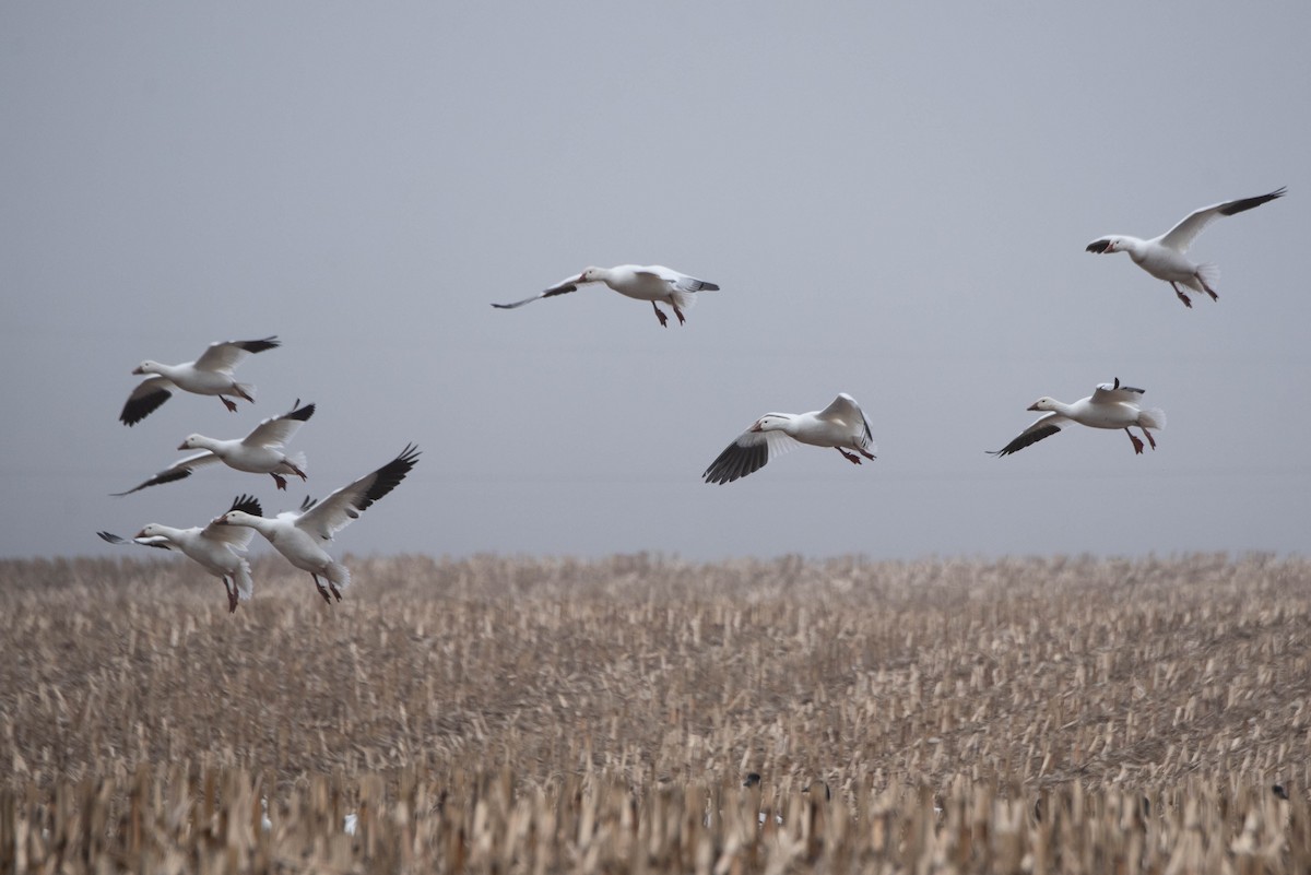 Snow Goose - Andrea Heine