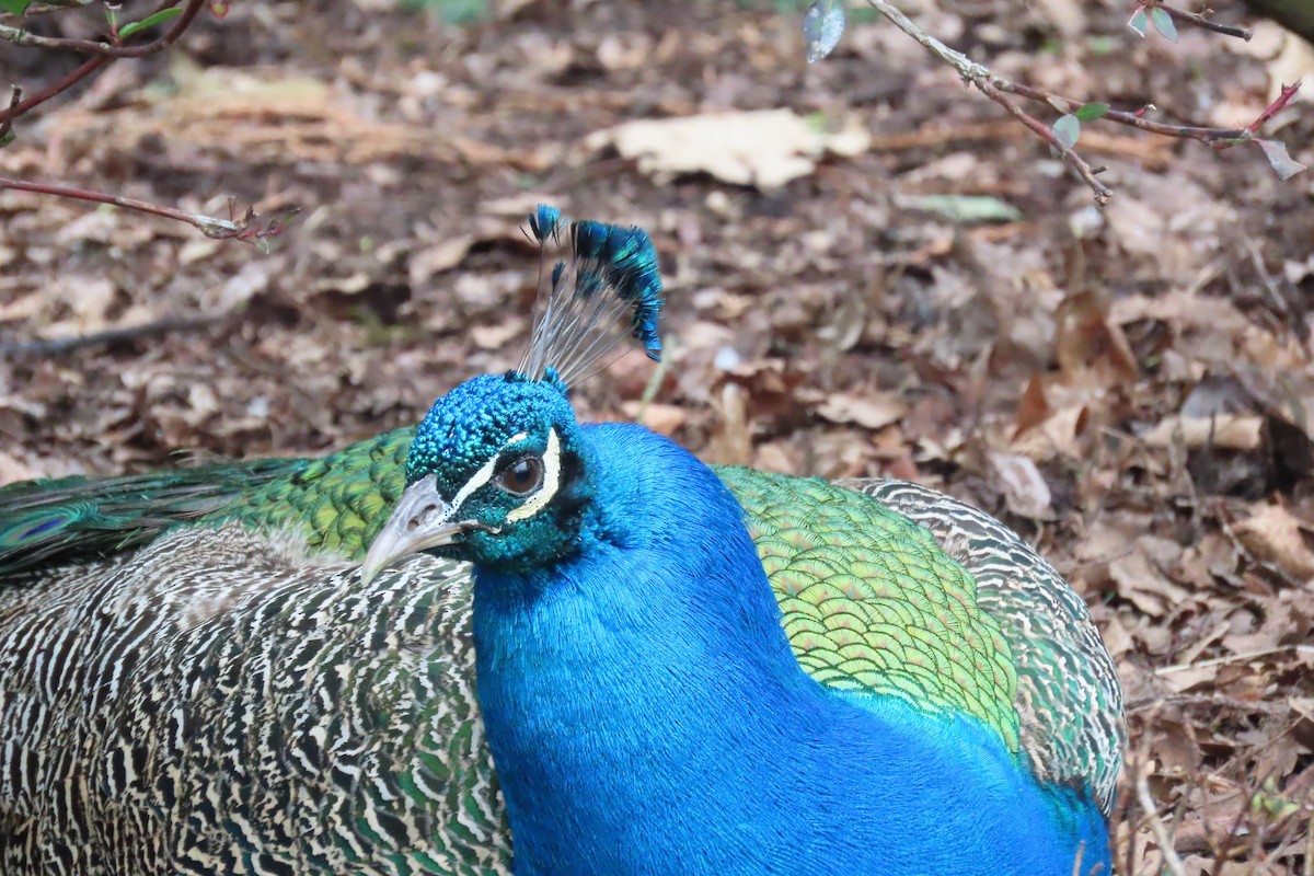 Indian Peafowl (Domestic type) - Anonymous