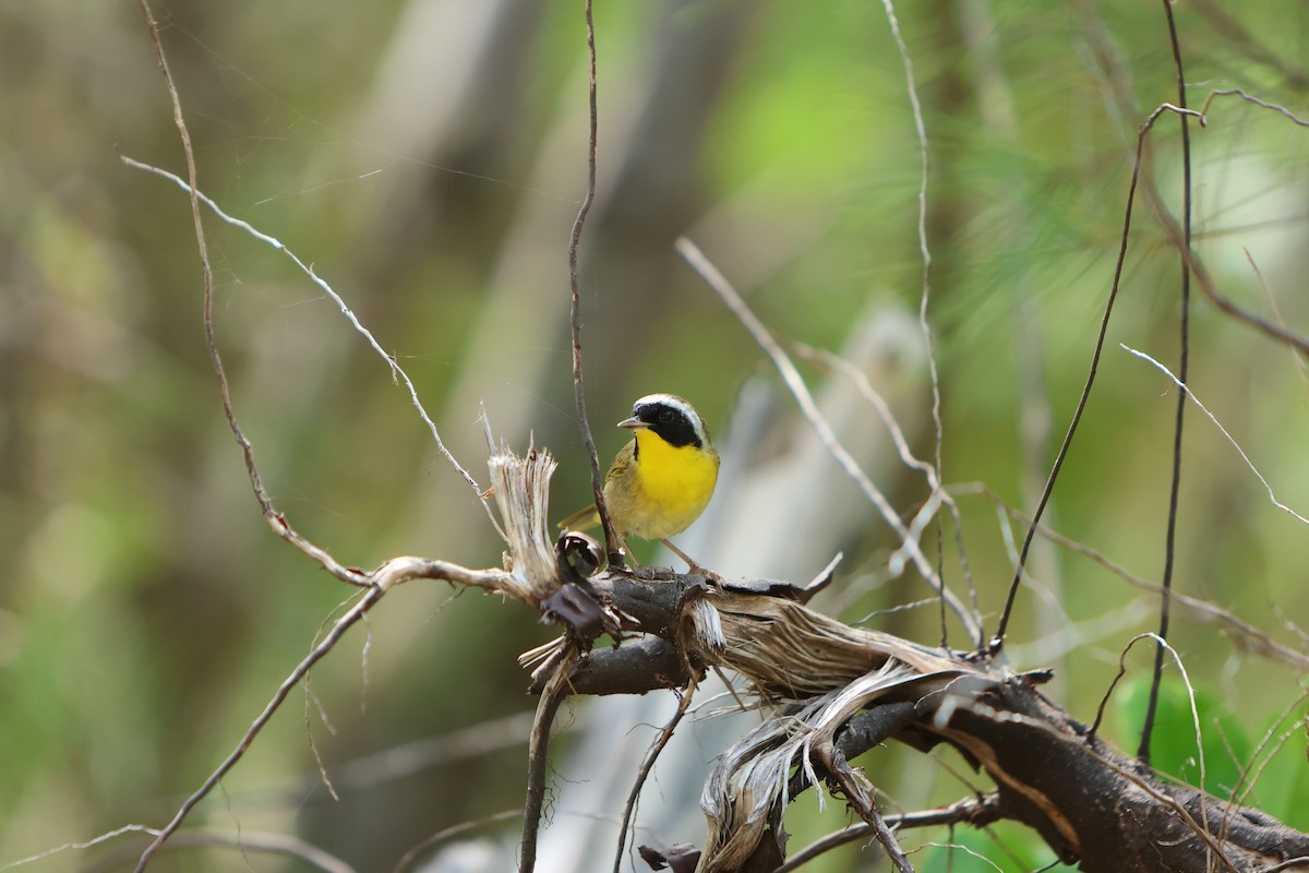 Common Yellowthroat - ML615605463