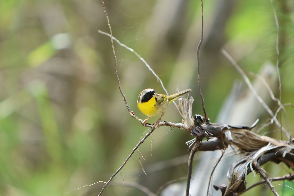 Common Yellowthroat - ML615605464