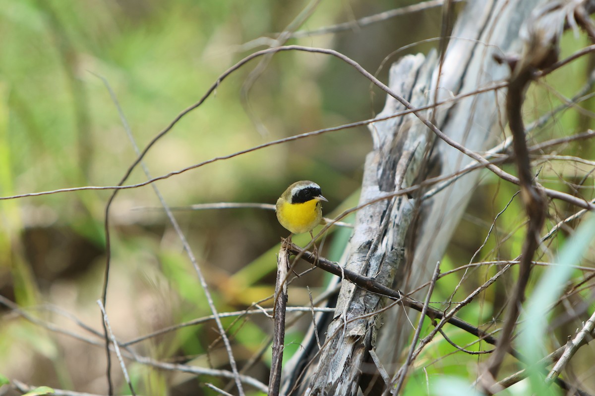 Common Yellowthroat - ML615605465