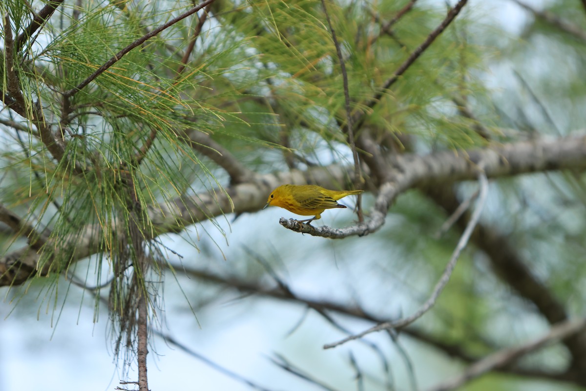 Yellow Warbler - ML615605479