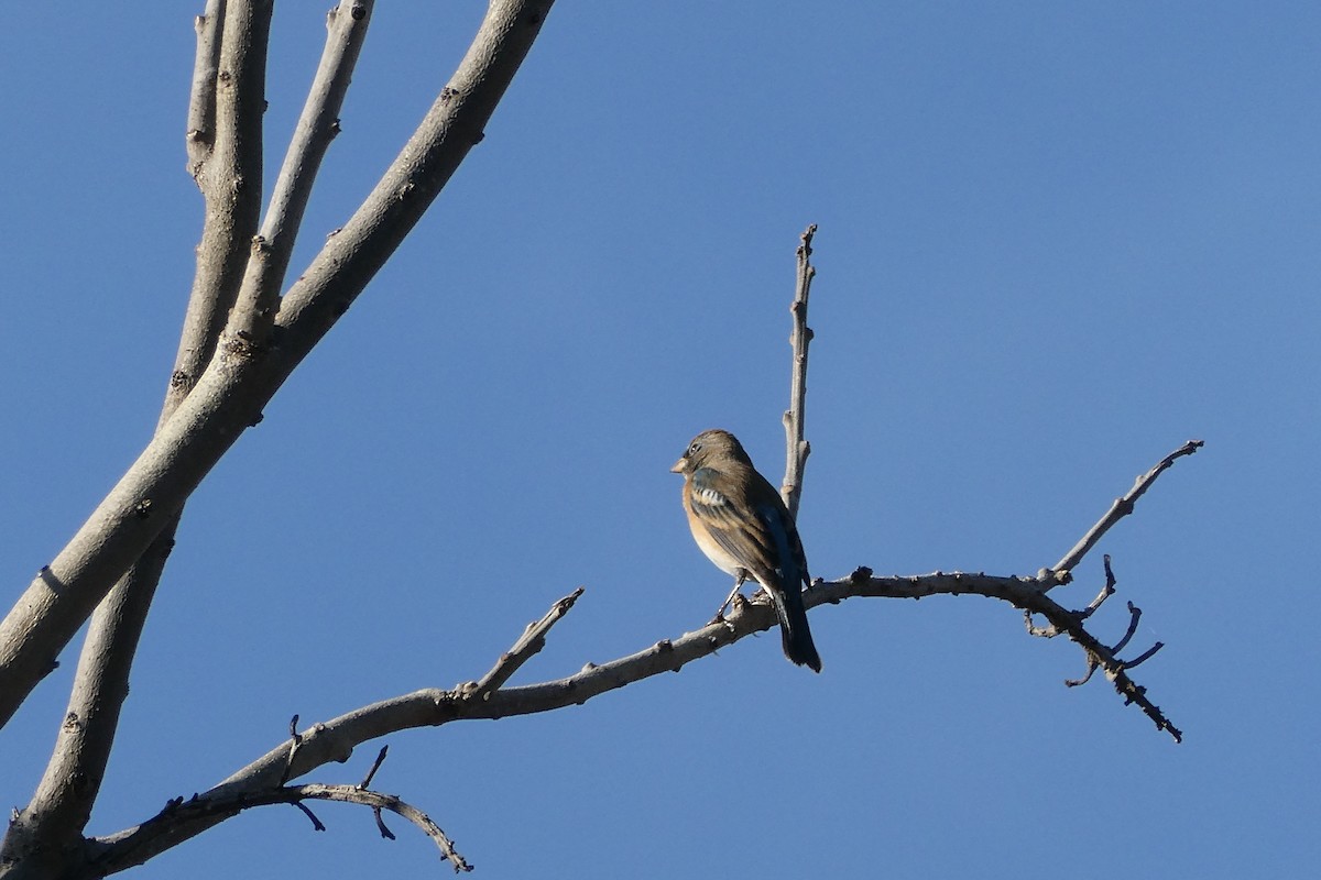 Lazuli Bunting - ML615605588