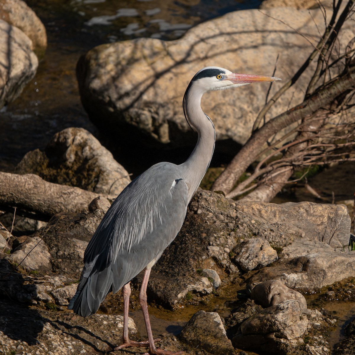 Gray Heron - ML615605606