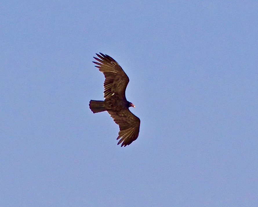 Turkey Vulture - ML615605647