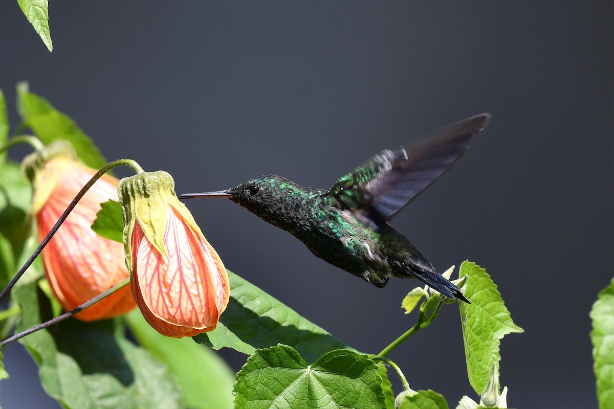 Steely-vented Hummingbird - ML615605720