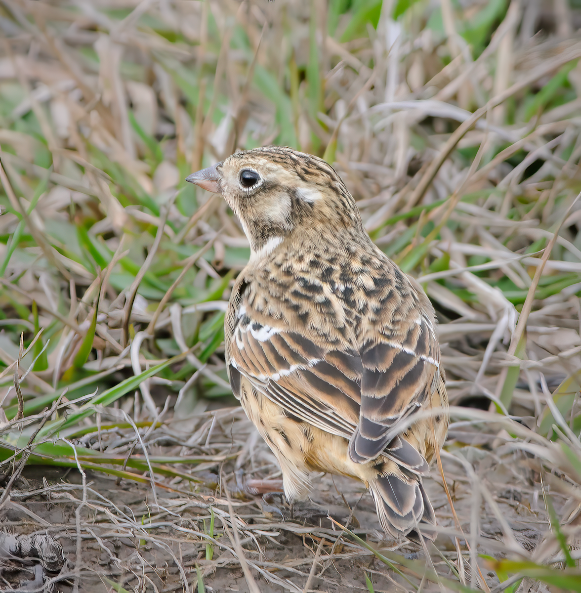 Smith's Longspur - ML615605725