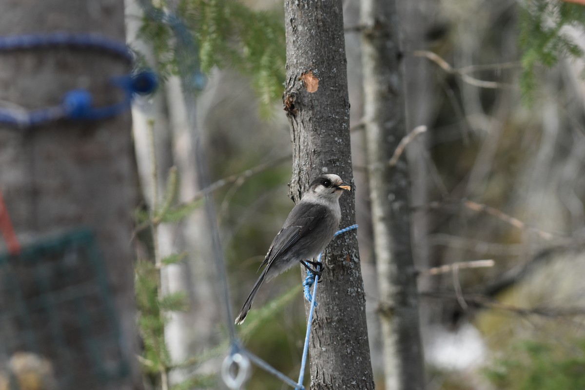 Canada Jay - Jean Gaudreault