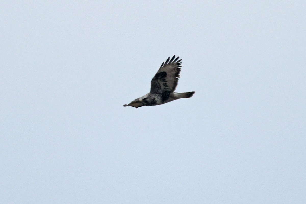 Rough-legged Hawk - ML615605767