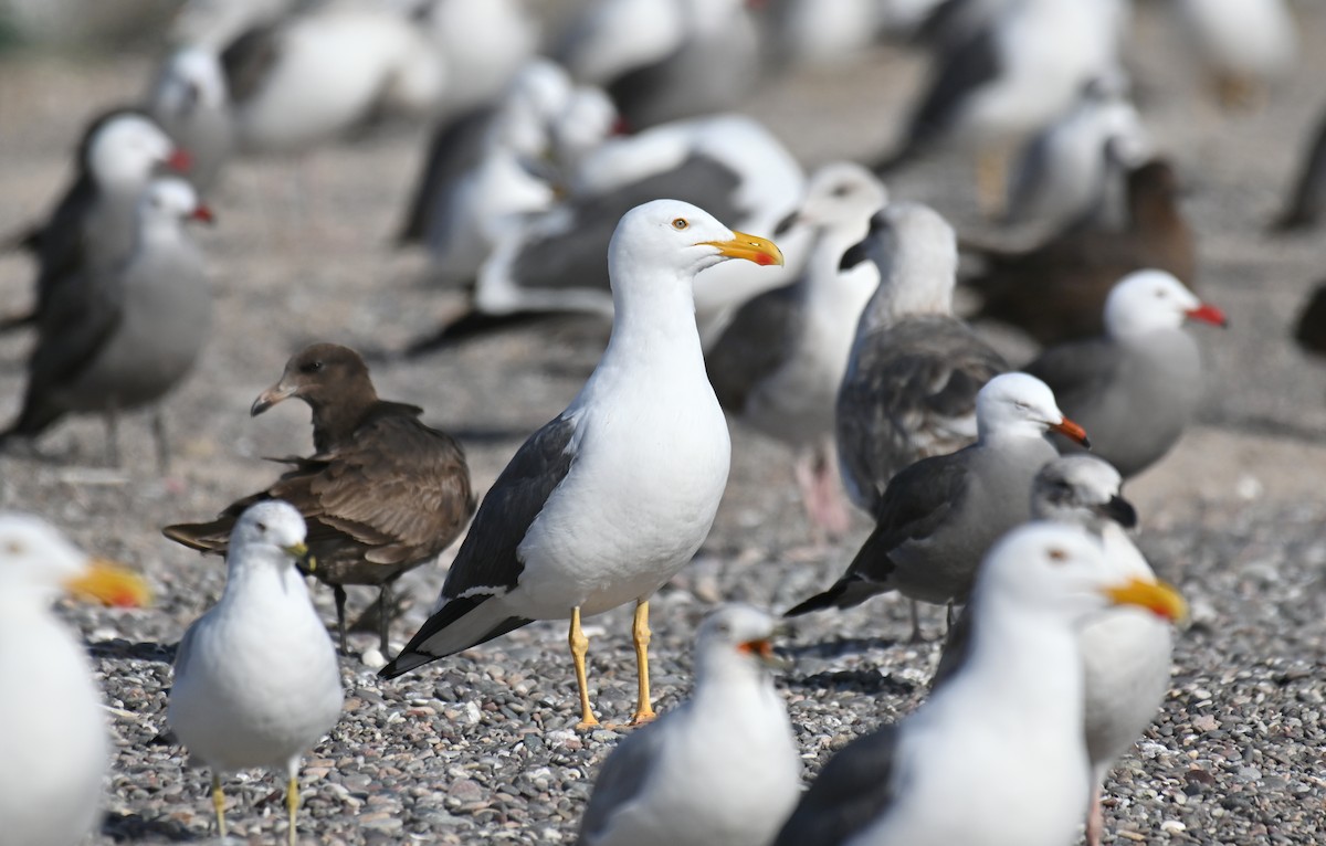 Yellow-footed Gull - Ryan O'Donnell