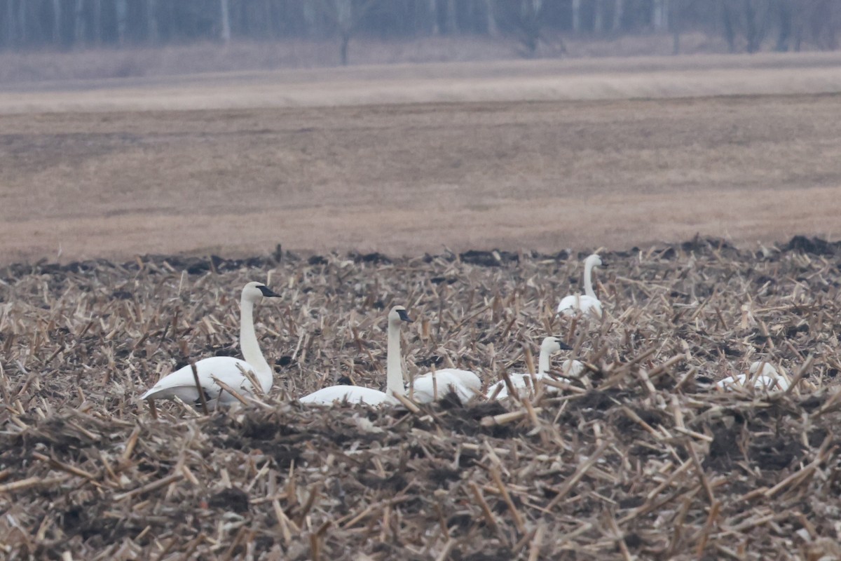 Tundra Swan - ML615605827