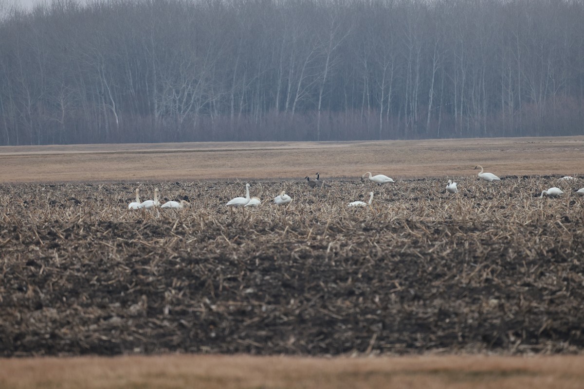 Tundra Swan - ML615605836