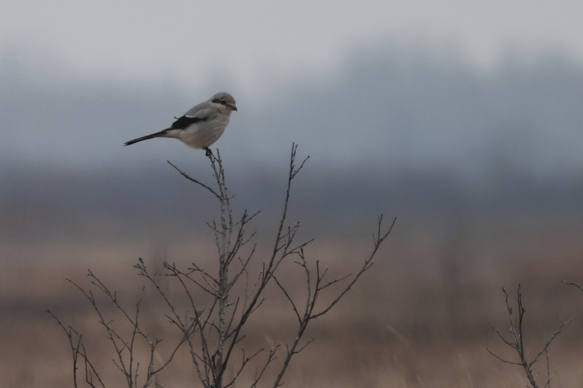 Northern Shrike - ML615605865