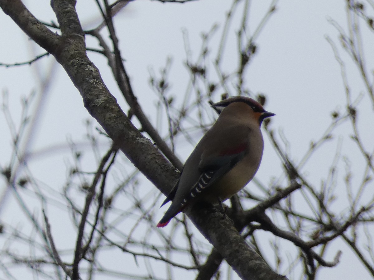 Japanese Waxwing - Matthew Rathgeber