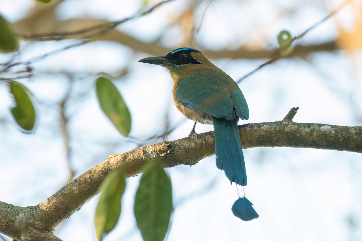 Motmot de Lesson - ML615605880