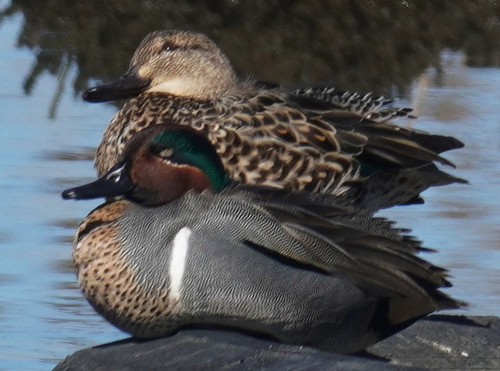 Green-winged Teal - ML615605883