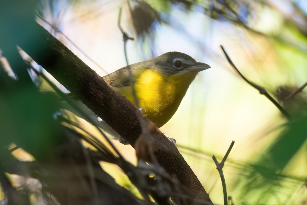 Yellow-breasted Chat - ML615605884