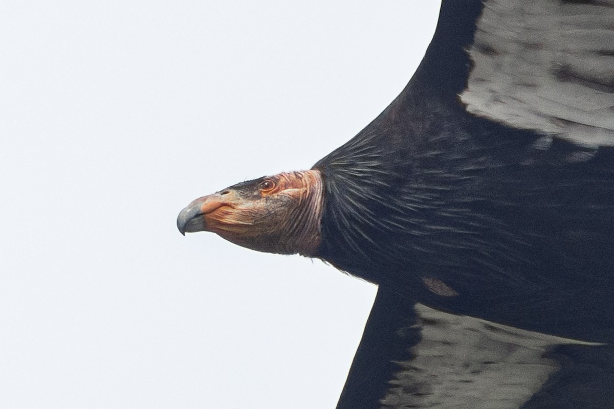 Condor de Californie - ML615605890