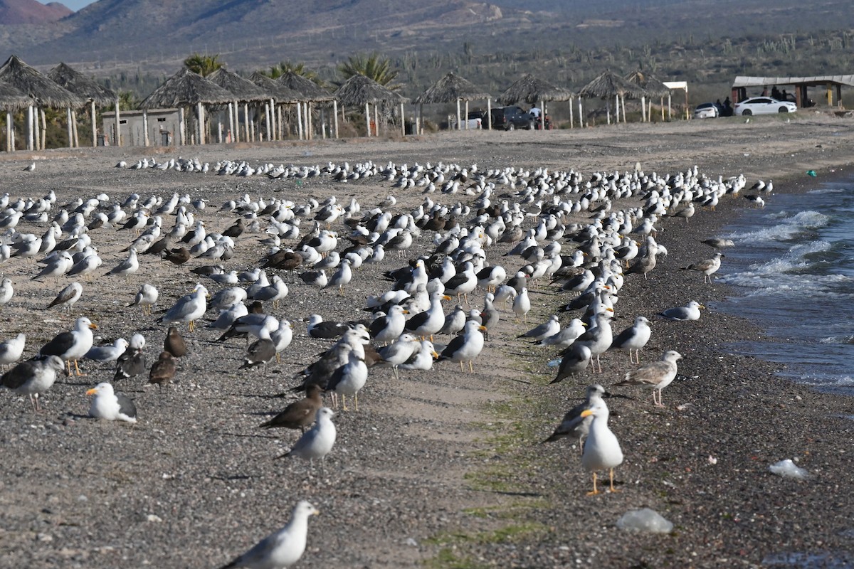 Yellow-footed Gull - ML615605892