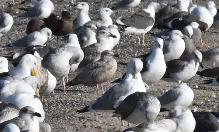 Iceland Gull (Thayer's) - ML615605894