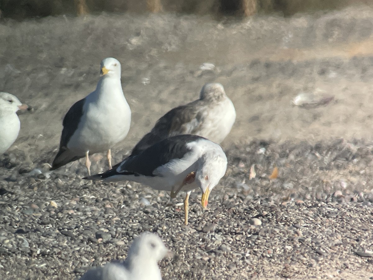 racek žlutonohý (ssp. graellsii) - ML615605896