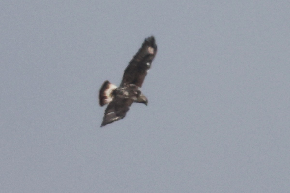 Rough-legged Hawk - ML615605909