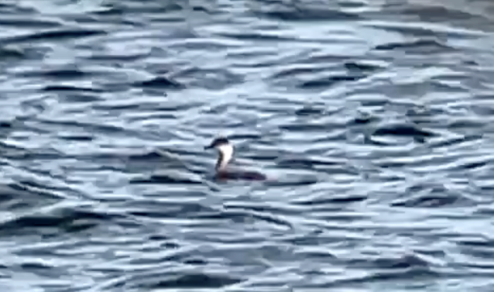 Horned Grebe - ML615605919