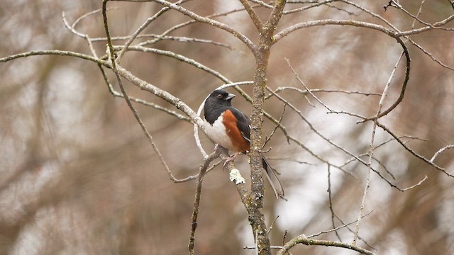 Eastern Towhee - ML615605980