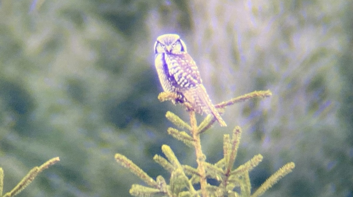 Northern Hawk Owl - Lachlan Ziegler