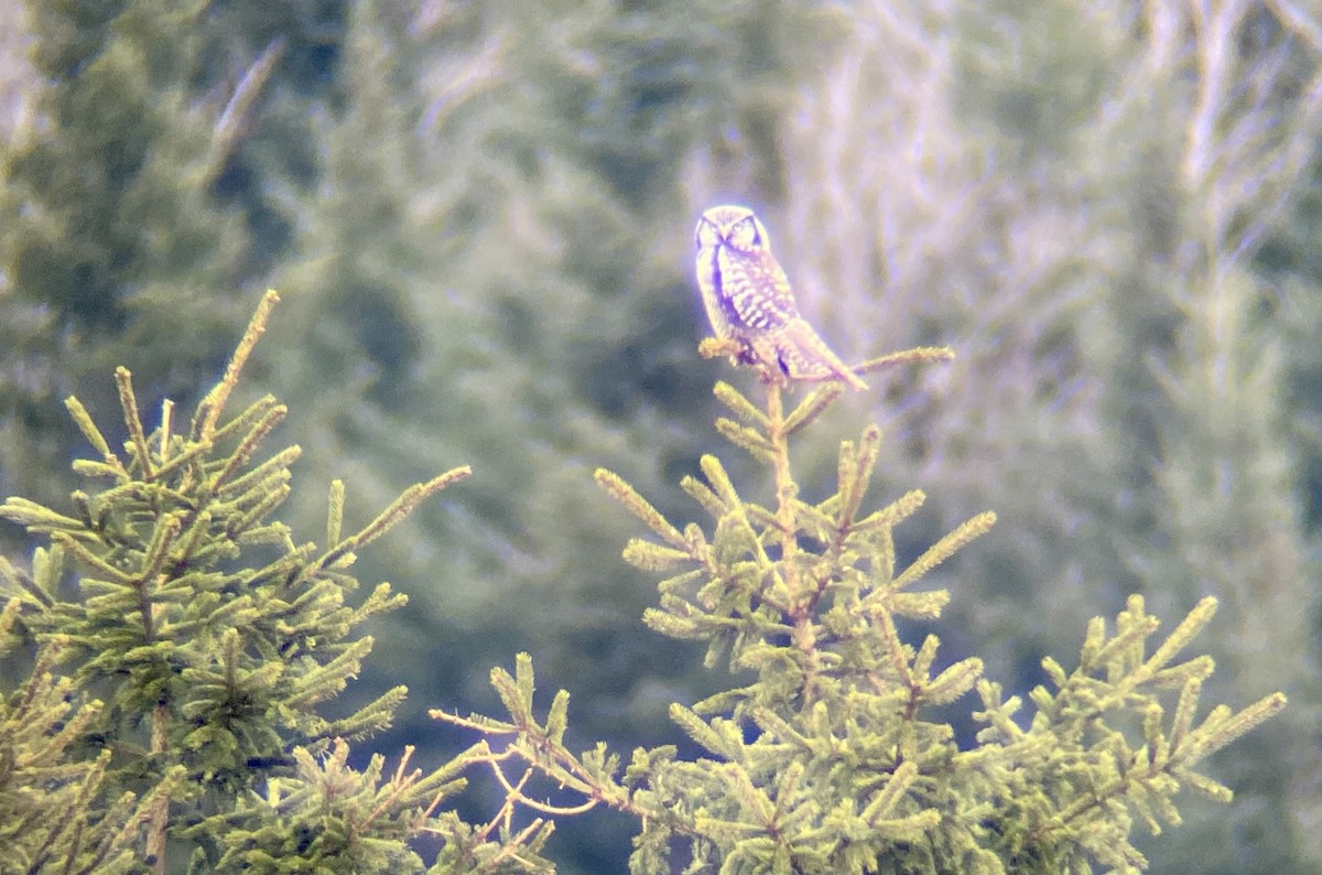 Northern Hawk Owl - Lachlan Ziegler