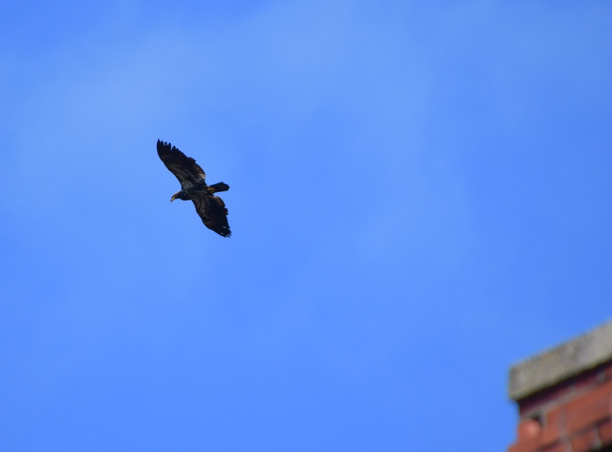 Bald Eagle - ML615606000