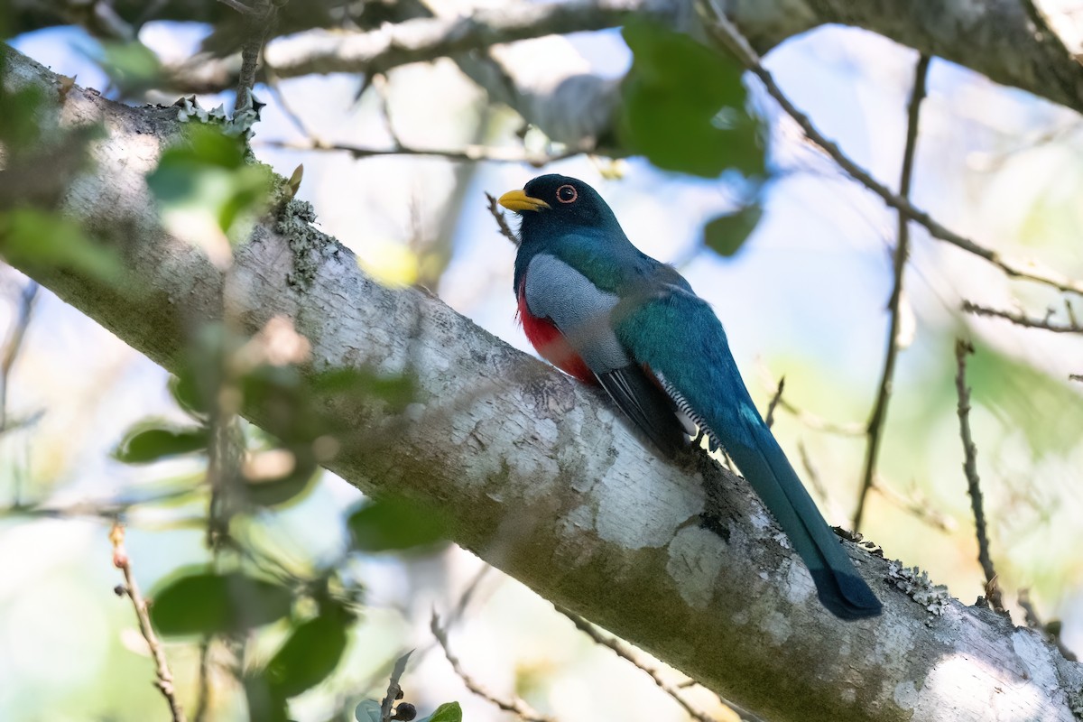 trogon krásný - ML615606007