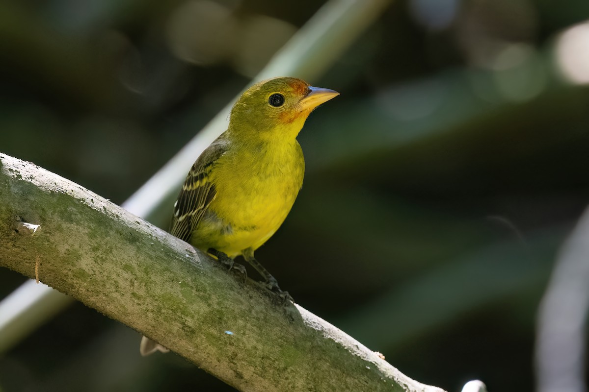 Western Tanager - ML615606017