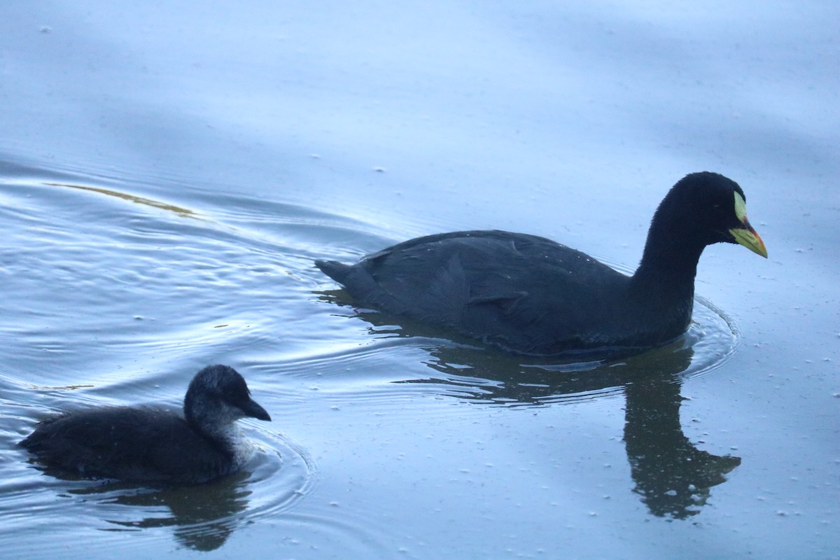 Red-gartered Coot - ML615606021