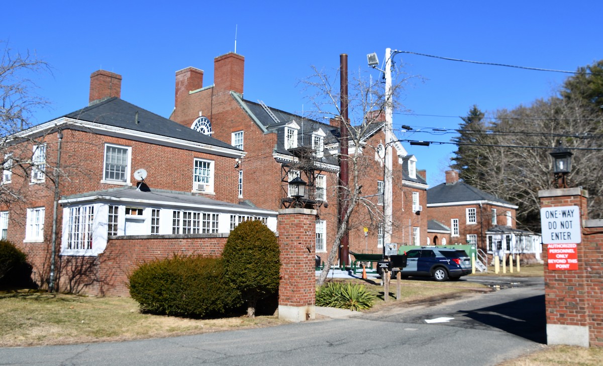 Say's Phoebe - ML615606035