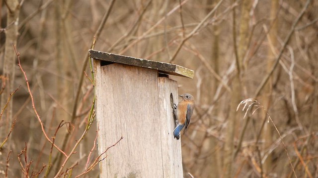 Eastern Bluebird - ML615606041